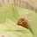 Маленькая Соня Teddy защита в детскую кроватку, lime